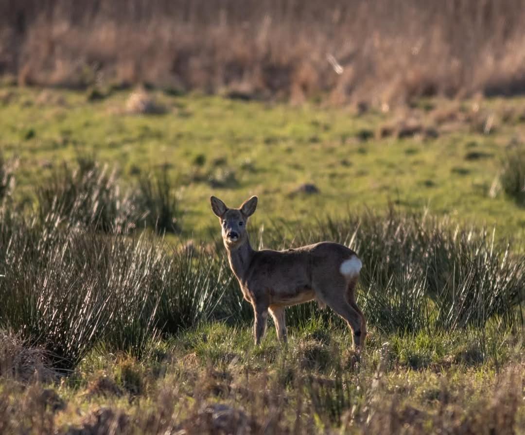 Villa Wunder Spottrup Pokoj fotografie